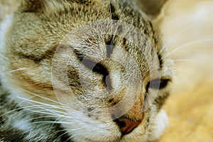 Sleepy cat resting, lovely kitten