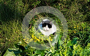 Sleepy cat sumbathing on the grass