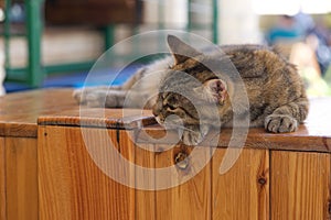 Sleepy cat on a table in the var of Valleta, Malta