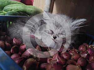 Sleepy catty in onion