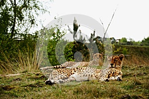 Sleepy cheetahs in Dutch zoo. Jachtluipaard Acinonyx jubatus