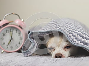 Sleepy chihuahua dog under grey and white stripes blanket beside pink alarm clock 7.00 am