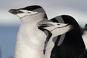 Sleepy chinstrap penguins, Antarctica photo