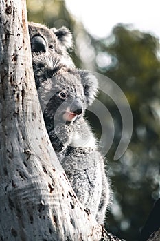 Sleepy Coala with baby on tree in australia
