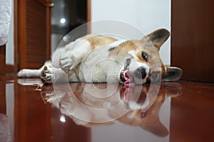 A sleepy corgi with a reflection on the floor