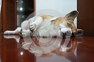 A sleepy corgi with a reflection on the floor