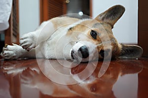 A sleepy corgi with a reflection on the floor