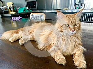 Sleepy Cute ginger Maine coon cat lying on wooden table.