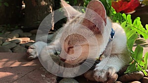 Sleepy cute kitten in garden