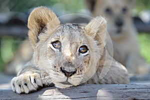 Sleepy cute lion cub lying down on tree