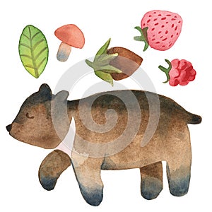 Sleepy cute little bear with leaf, hazelnut,  mushroom and berries isolated on white background
