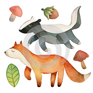 Sleepy cute little fox and badger with leaf, hazelnut and mushroom isolated on white background