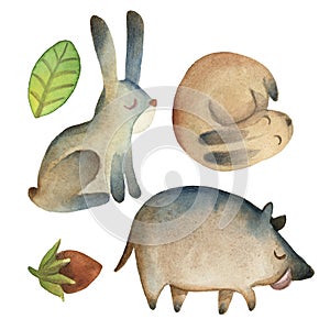 Sleepy cute little hare and boar with leaf, hazelnut isolated on white background