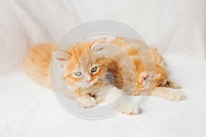 Sleepy cute Maine Coon kittens