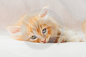 Sleepy cute Maine Coon kittens