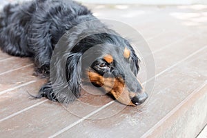 Sleepy Dachshund Longhaired dog