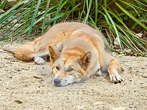 Sleepy Dingo lying down