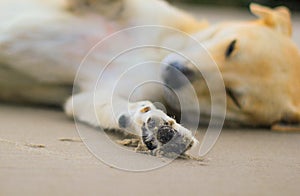 Sleepy dog in the beach sand photo
