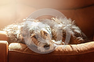 Sleepy Dog on Couch With Morning Sunlight