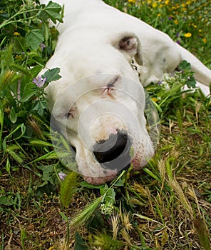 Sleepy Dog, dogo argentino.