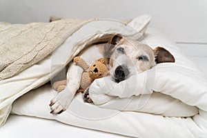 Sleepy dog face cuddling with bear toy.