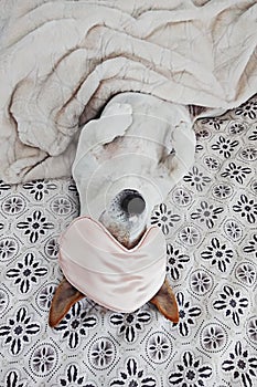 Sleepy dog lies in blanket with eyemask on bed photo