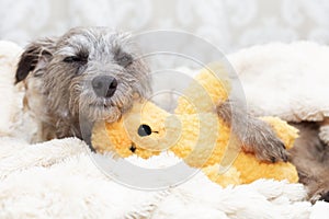 Sleepy Dog With Stuffed Bear