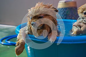 Sleepy dog in water