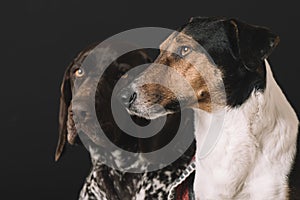 Sleepy dogs at home. Two cute dog portrait. Friendship concept. Terrier and German pointer dog resting at home.