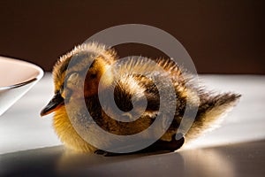 Sleepy Duck on a table