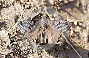 Sleepy Duskywing butterfly sunbathing on sunny day