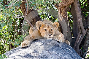 Sleepy East African lion cub on a rock