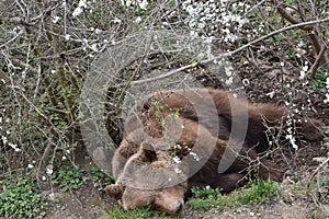 Sleepy European Brown bear Ursus arctos lies between trees in small  dent.