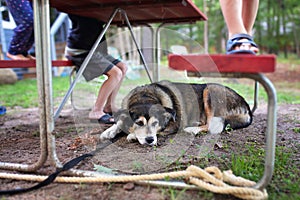 Sleepy Family Dog Resting Under Picnic Table Waiting for Food Scraps on Camping Trip