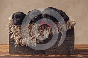 Sleepy family of four small labrador retriever puppies resting