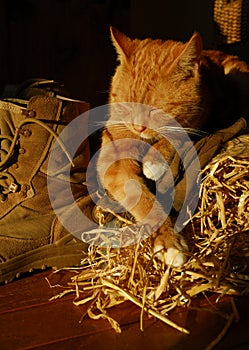 Sleepy Farm Cat