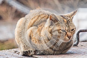 Sleepy fat cat sitting roundly