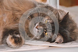 Sleepy feeble fluffy gray cat of Siberian breed