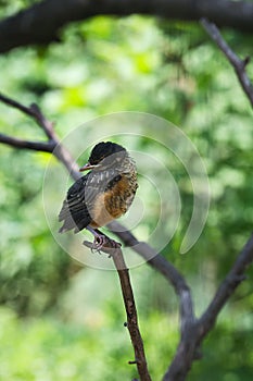 Sleepy Fledged Young Robin atop a thin tree branch - Turdus migratorius