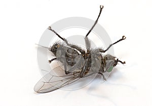 Sleepy fly (macro of insect)