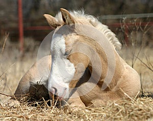 Sleepy Foal photo