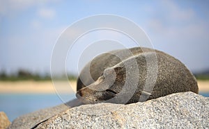 Sleepy Fur Seal