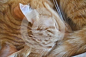 Sleepy ginger kitty curled up close up