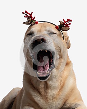 sleepy golden retriever puppy yawning and wearing christmas headband
