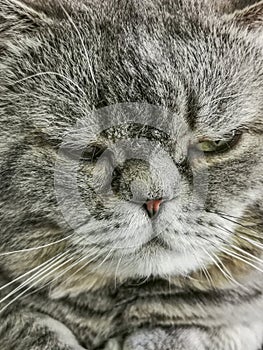 Sleepy gray British short hair cat muzzle.