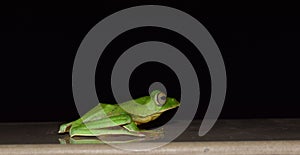 Sleepy Green Frog at Night