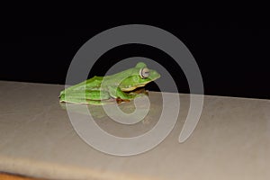 Sleepy green frog at night
