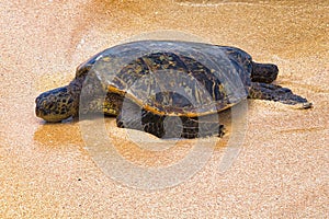 Sleepy green turtle on wet sand beach on Maui.