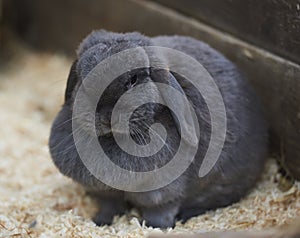 Sleepy Grey Dewlap Rabbit