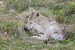Sleepy Grey Wolf Puppy